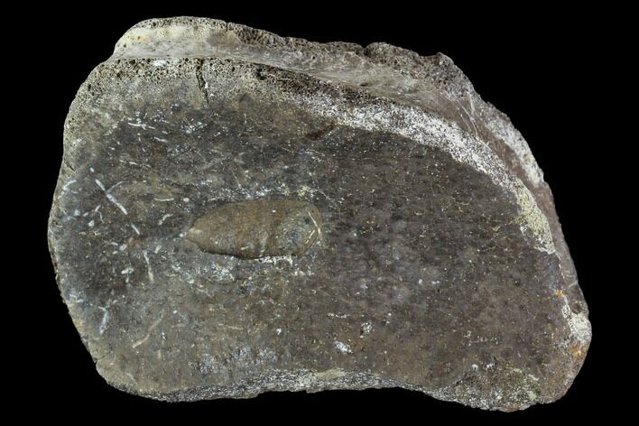 Hadrosaur Toe Bone - Alberta (Disposition #-) #95137